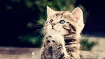 猫丢了怎么办？剪刀大法找猫有什么科学依据吗？用宠物防丢器最佳