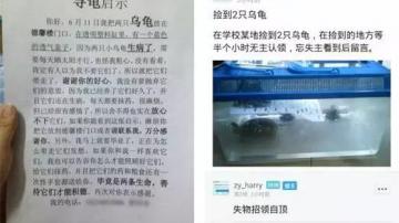 猫丢了该去哪里找？试试欢乐号200G猫咪专用防丢器，找猫神器！