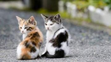 猫咪的逃跑路线有哪些？怎样防止猫咪偷偷跑出去？用猫咪防丢器！