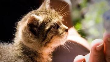 猫跑丢了，可能会去哪些地方？怕猫跑丢，试试欢乐号猫咪定位器！