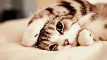 养猫经验和常识，怕猫咪跑出去，可以佩戴猫咪定位器！
