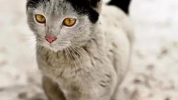 猫咪丢了怎么办？ 猫咪专用万搏彩票网站网址
，帮你找回走丢的猫！
