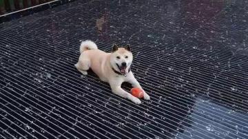 8000元柴犬被当土狗毒杀，一个定位器帮主人找到凶手！