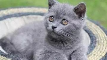 猫丢了会自己回来吗？猫丢了怎么找？试试猫咪专业万搏彩票网站网址
