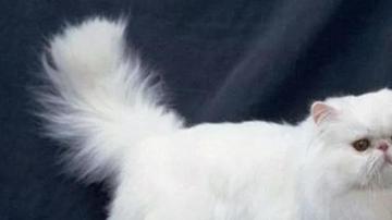 冬天养猫需要注意什么？带猫出去散步时怎么防止猫咪丢失？