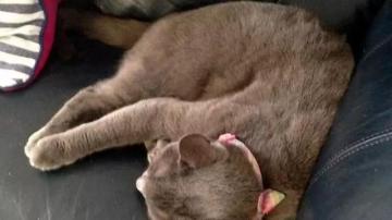 走丢15个月的爱猫找到了！猫咪专用万搏彩票网站网址
，实时查看猫咪位置