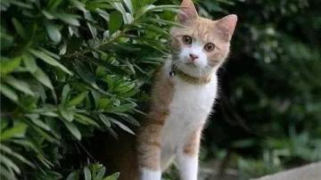 猫咪跑丢了会自己回家吗？猫丢了怎么找回来？用猫咪防丢器试试