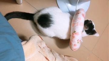 猫咪意外走丢，怎么样增大寻回的机会呢？用猫咪专用万搏彩票网站网址
！