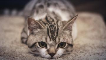春节期间，养猫应该注意什么？怎样防止猫咪跑丢？