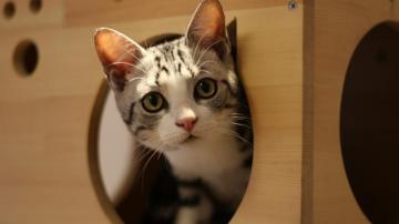要过年了，开车带猫咪回家需要注意什么？怎样防止猫咪跑丢？
