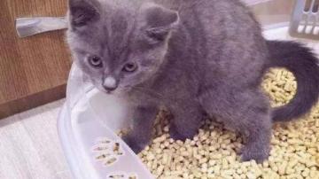 六大找猫绝招！猫跑丢了这些方法快速找到！用MAKE1猫咪防丢器！