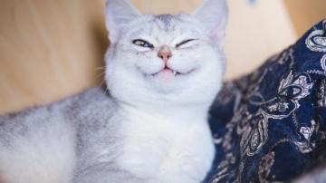 超实用的猫咪防丢指南