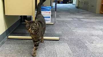 搬家时猫咪走散，六个月后幸运找回！如果有猫咪防丢器，丢了也好找