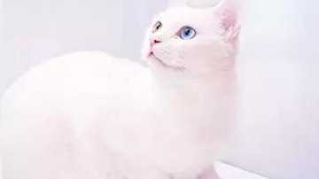 猫丢了怎么找回来？试试欢乐号猫咪专用GPS防丢器吧！