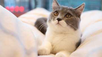 猫走丢了怎么找回来？用猫咪定位器，实时查看猫咪位置！