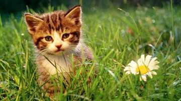 猫走丢了会自己回家吗？怎样防止猫咪走丢？用猫咪防丢器！