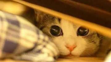 猫走丢了怎么办？找猫经典方法大全！欢乐号猫咪定位器，找猫神器