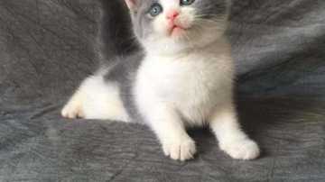 宠物猫跑出去了之后会自己回来吗？戴上猫咪定位器，跑出去也能找回来。