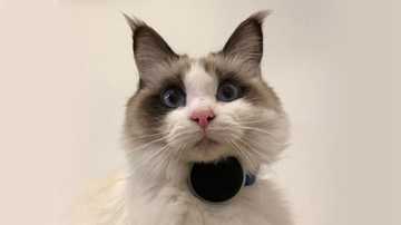 猫狗走丢了怎么找回来？宠物防丢器和宠物定位器的技术发展方向