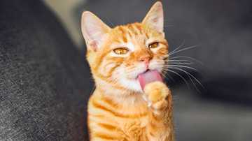 猫跑丢了怎么找回来？用猫咪专用GPS万搏彩票网站网址
！