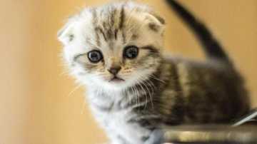 猫走丢了，怎样找回来？佩戴猫咪防丢器，防止猫咪走丢