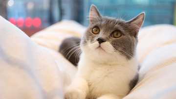 猫狗老是往外跑怎么办？买宠物定位器该注意点啥?